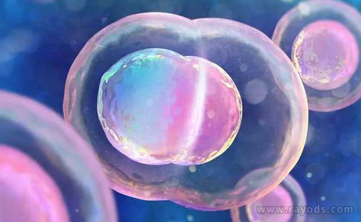 宁波52岁供卵自怀三代试管成功率多少_冷冻胚胎与鲜胚相比，谁的美国试管婴儿